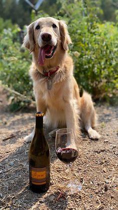 yellow golden retriever beside a bottle of wine and glass