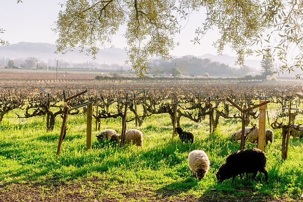 sheep in the vineyard