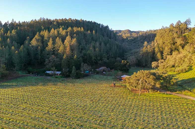 aerial view of the vineyard