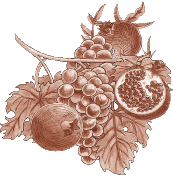 pencil sketch of grape cluster and pomegranate in sepia tone