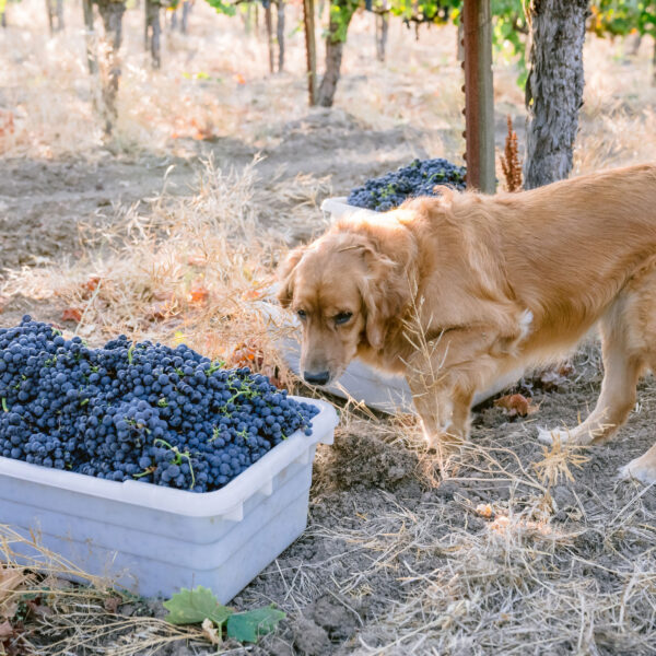 Golden retreiver, Brilla, with Zinfandel grapes picked in the vineyards