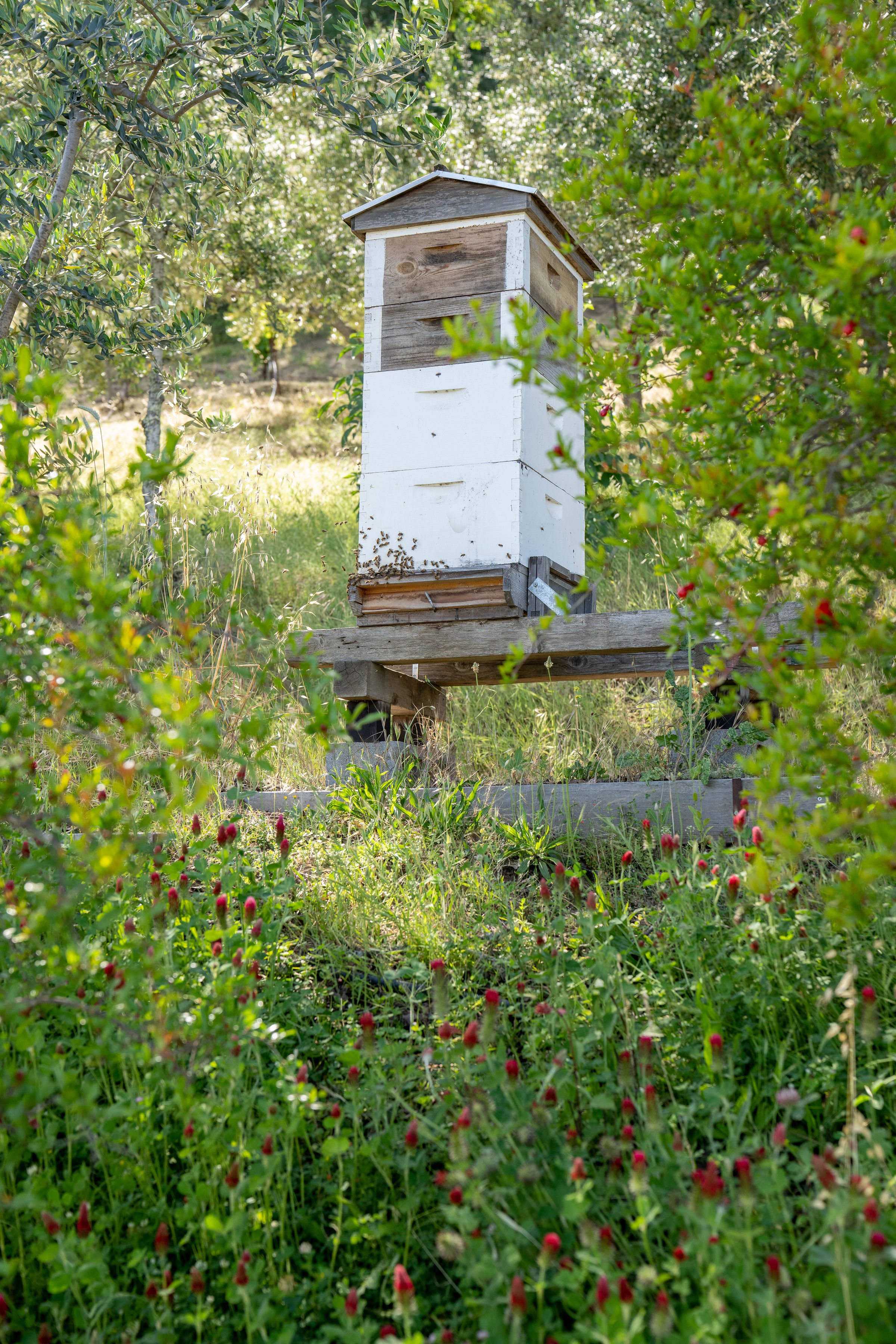 bee box on garden hillside