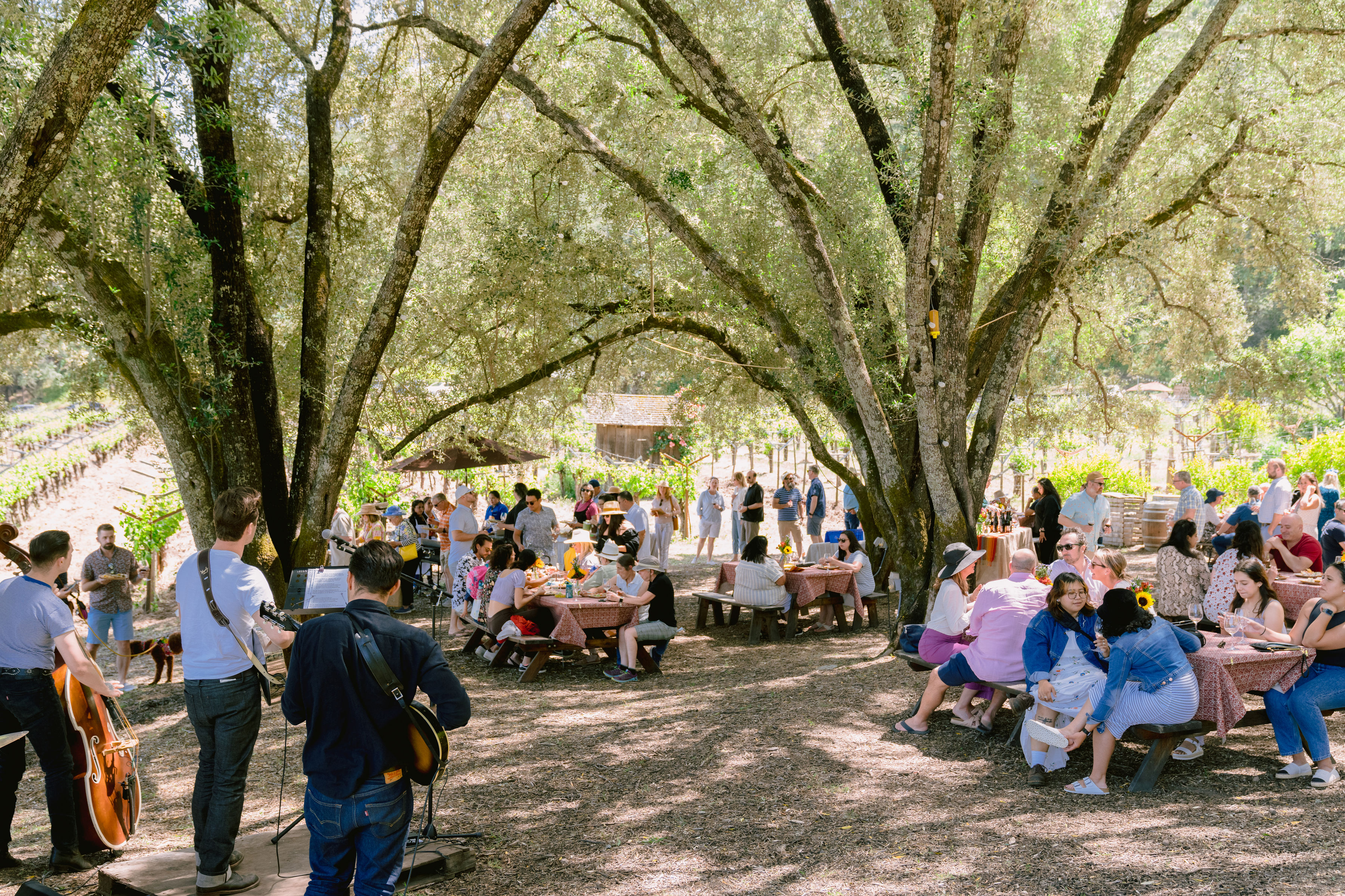 Music playing to attendees seated in Olive Grove