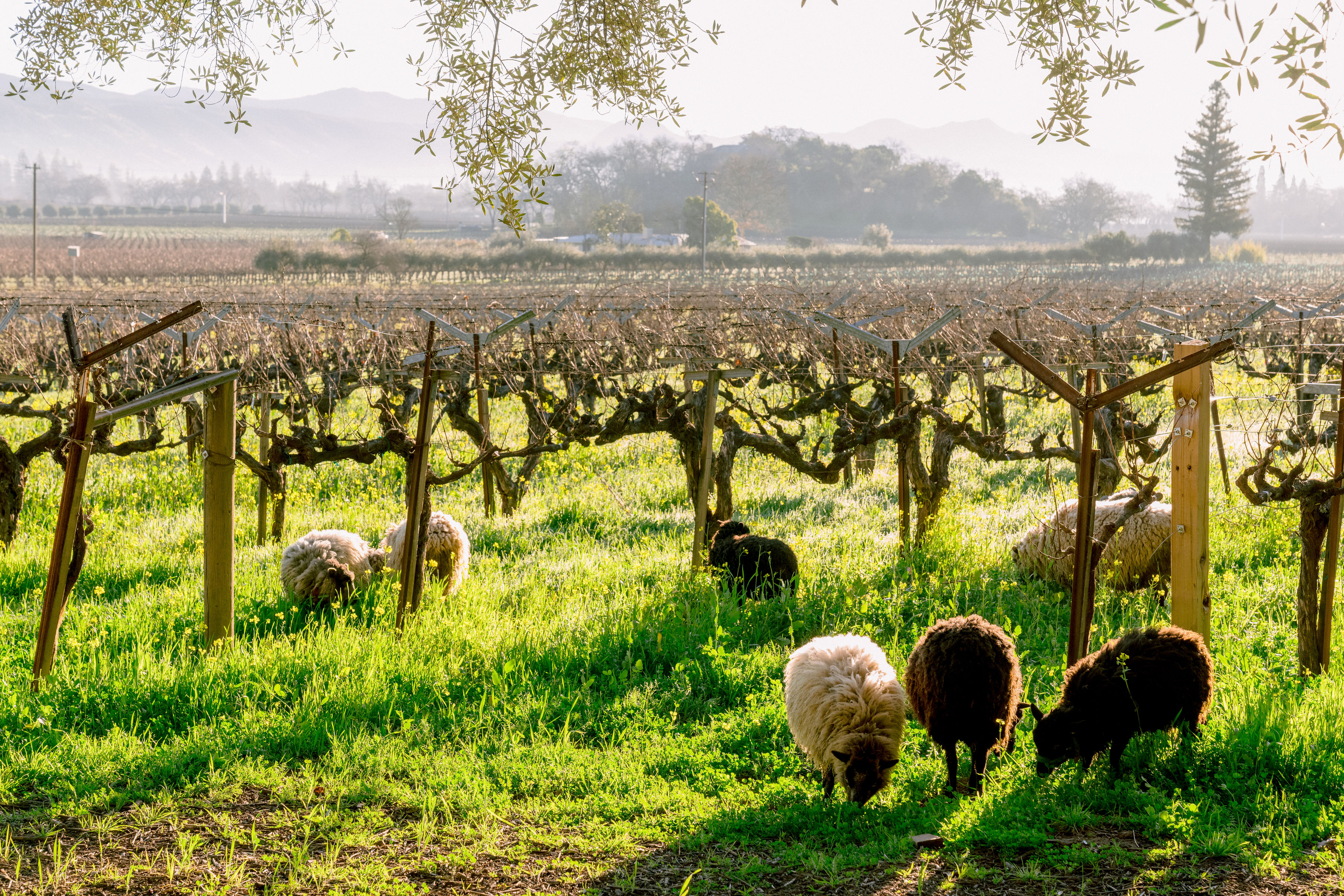 sheep grazing at Tres Sabores Zinfandel vineyard