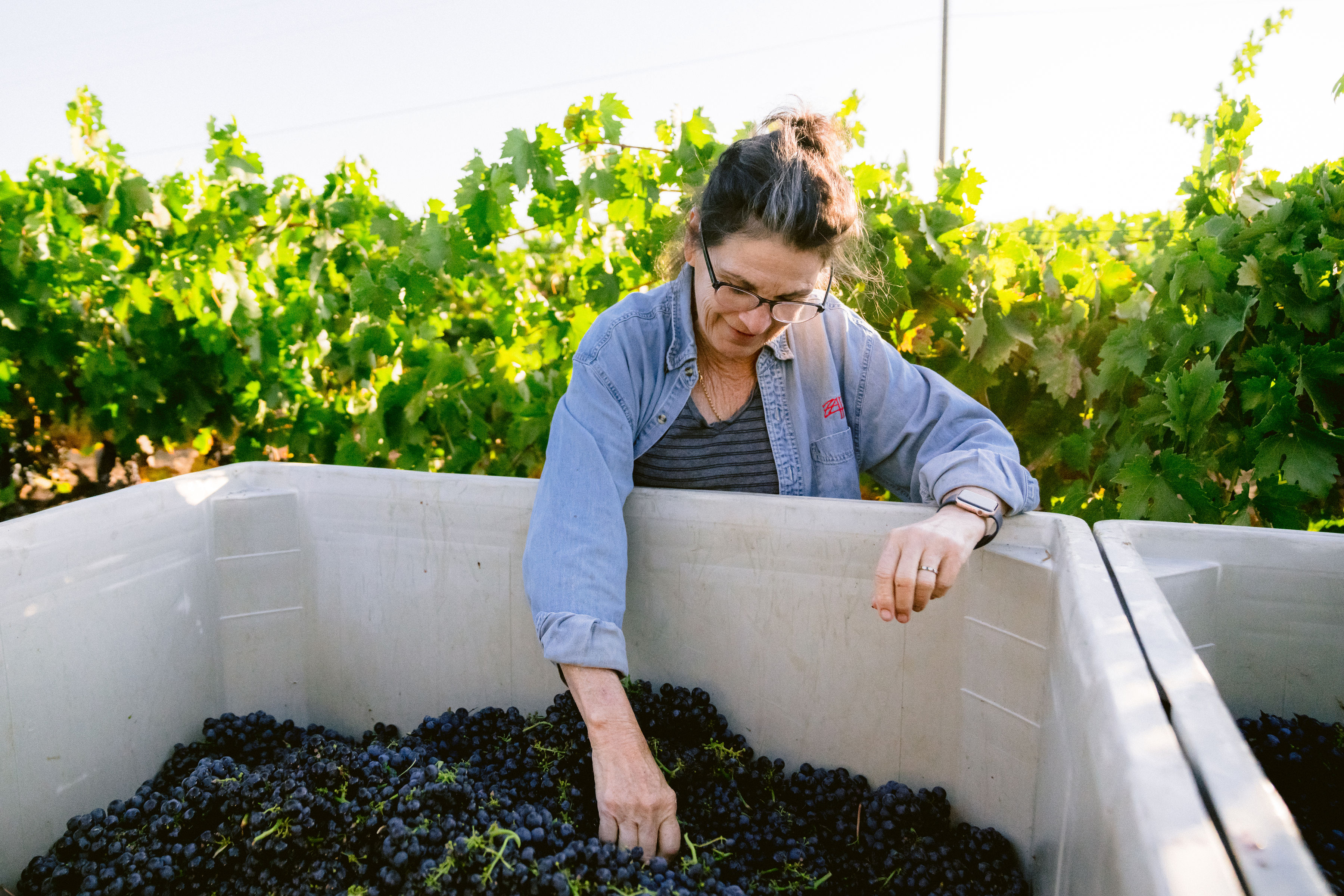 Owner Julie Johnson harvesting Zinfandel grapes