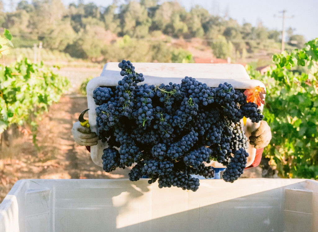 zinfandel grapes being harvested
